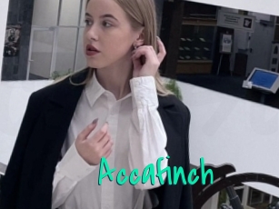 Accafinch