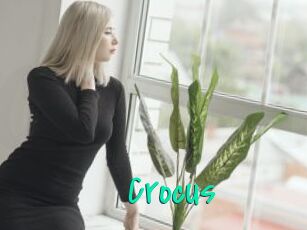 Crocus