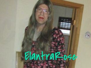 Elantra_Rose