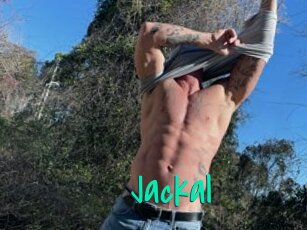 Jackal