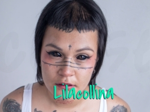 Lilacollina