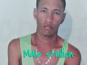 Male_stallion