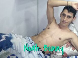 Noah_Bunny